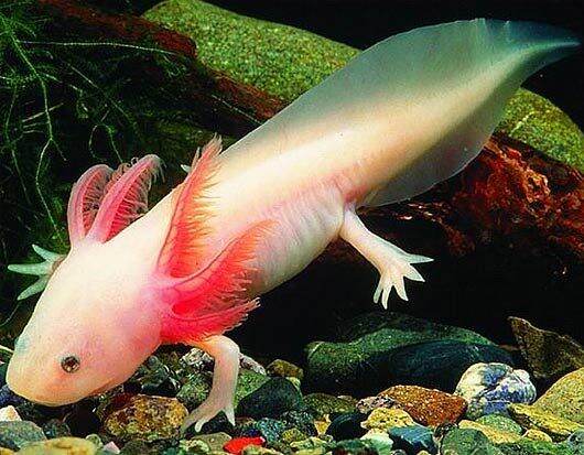 Harga Ikan Axolotl